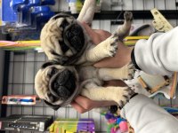 Safkan PUG MOPS YAVRULAR