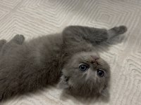 32 günlük yavru scottish fold