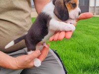 Harika beagle bebekler