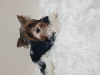 Disi biewee yorkshire terrier