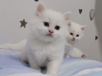British longhair kalite bakımlı yavrular