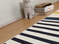 Scottish fold erkek kedimiz
