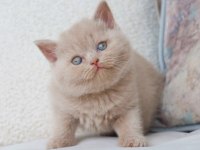 Bebek Surat Lilac British Shorthair 