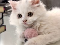 British longhair iki aylık beyaz kedimiz