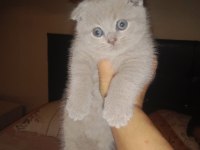 Minik scottish fold yavrularına ömürlük yuva