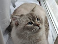 25 günlük british longhair yavru