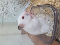 Dişi suriye hamster