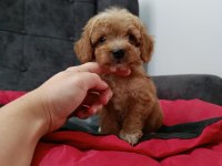 Maltipoo yavrular