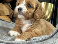 Irk özellikleri ile karakterize Cavapoo Yavruları