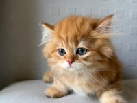 British shorthair ve longhair yavrular