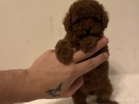 Toy Korean Poodle