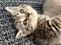 British Shorthair Bebekler, %100 Irk Garantisi