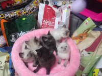 YAVRU KEDİLERİMİZ YENİ SAHİBİNİ BEKLİYOR