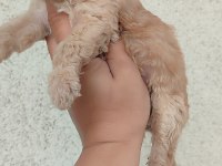 Poodle Kayısının En Tatlı Tadı