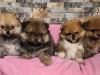 Orjinal birbirinden güzel pomeranian yavrularımız