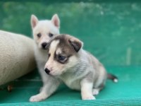 Sibirya kurdu (husky) yavrularımız