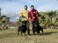 Dünyaca Ünlü Timittor Kennel Kan Hattına Sahip Rottweiler