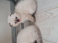 Safkan anne baba Blue point british shorthair bebekler