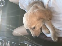 Golden retriever yavru acil sahiplendirme