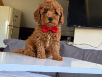 Orjinal Toy Poodle Yavrumuz 