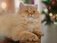 British longhair dişi erkek