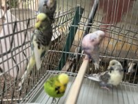 Şhow jumbo genç kuşlar