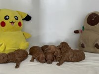 Toy poodle yavruları