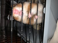4 aylık 1 anne 13 Bebek hamster