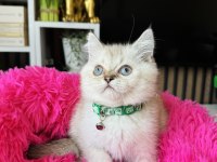 British Shorthair Silver Point