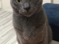 1 Yaşında Tatlı Russian Blue Kızımız Dumoşa Yuva Arıyoruz