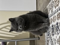 1 yaşında british erkek kedimi sahiplendirmek istiyorum