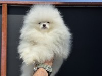Fcı export sçr li pomeranian lar ziyarete açık