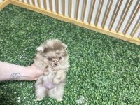 Pomeranian boo çikolata ve merle rengi