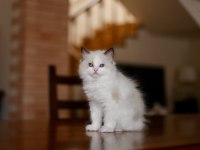 Asaletli Ragdoll 