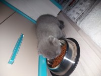 2 aylık yavru scottish fold