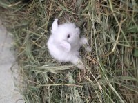 Lop tavşan