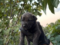 Sağlam kan presa canario yavru