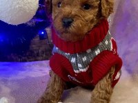 TOY POODLE YAVRULARI
