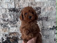 Biblo Güzelliğinde Red Brown Teacup Poodle Bebekler