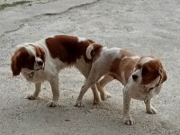 Cavalier king charles kaliteli yavru