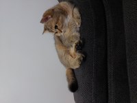 ESKİŞEHİR British shorthair silver shaded dişi