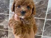 Orjinal minyatür toy poodle yavrular 