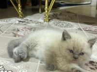 MİNİK PATİLERE YUVA BRİTİSH SHORTHAİR (DİŞİ)