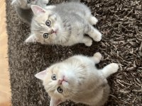 Golden NY11-NY12British Shorthair Yavrular
