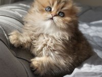 Champion babanın kızı safkan british longhair güzellik