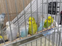 Show jumbo muhabbet kuşu