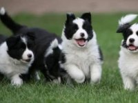 Sağlıklı safkan border collie yavrular