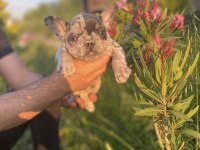 Vip Üretim French Bulldog