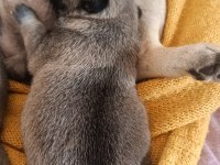 Pink taşıyıcı Pug yavru