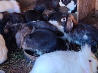 Orjinal Hollanda Lop Tavşanı